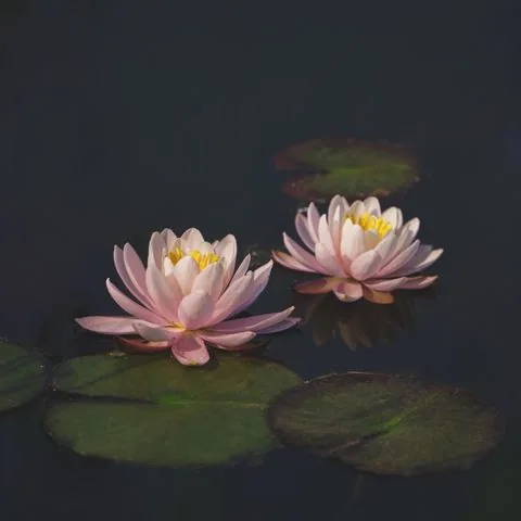 춘천시 서면 스파·사우나 참고 이미지
